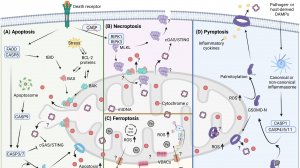 Выключатель смерти: Динамика митохондрий и образование пор в регулируемых путях клеточной смерти