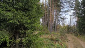 Прогулка по лесу) и бонус в виде лесного озера!