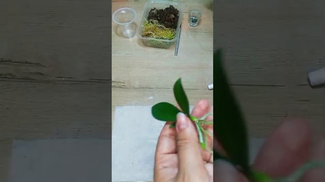 Отделение и посадка детки орхидеи с цветоноса