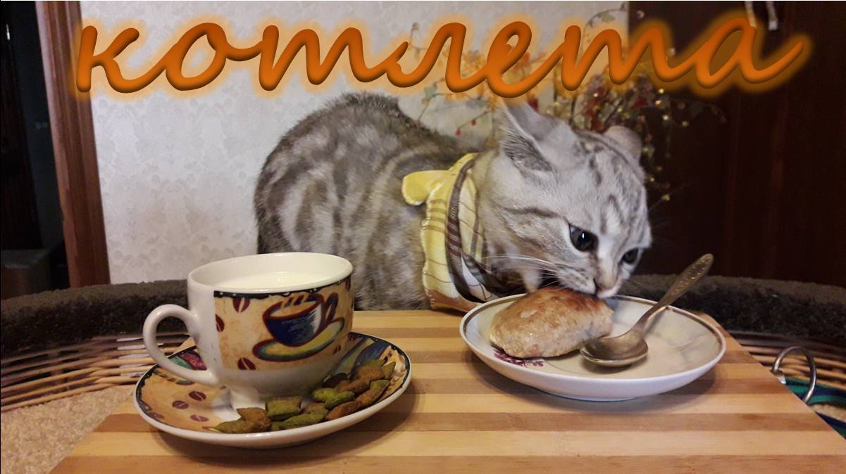 Котенок и котлета