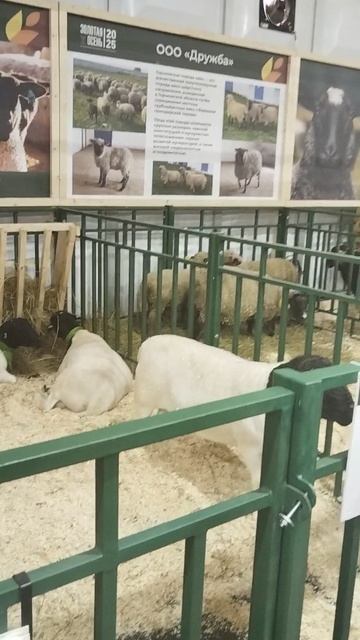 Российская агропромышленная выставка «Золотая осень». Сенсация павильона «Животноводство» (13)