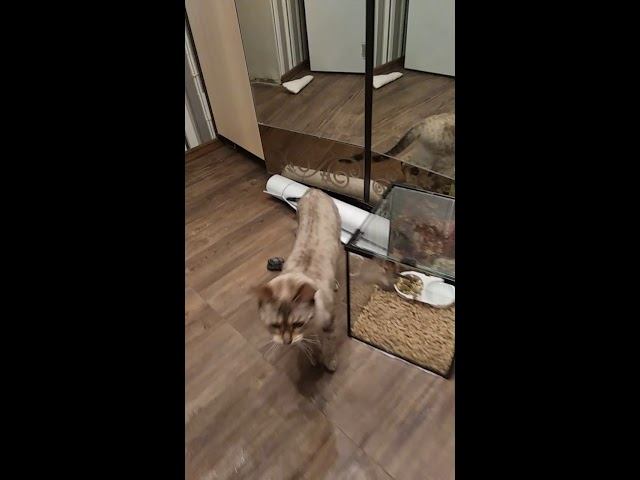 Шая-гроза хомяков.  Сирийский хомяк