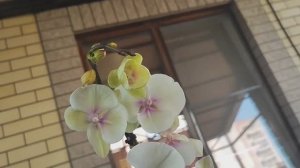 Новинки. Биглипы..сорта красивве😍🥰🤩, качество среднее😎🙄