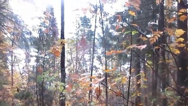 Часовые пояса - Автор и музыка Александр Вестов поёт Белое Золото смотреть онлайн