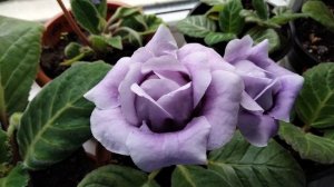 Опять глоксинии.