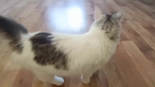 Готовлю на обед гороховый суп. Скоро созреют абрикосы 😁