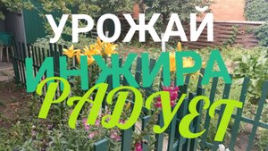 УРОЖАЙ ИНЖИРА В РОСТОВЕ РАДУЕТ! ДАЧНЫЕ ДЕЛА
