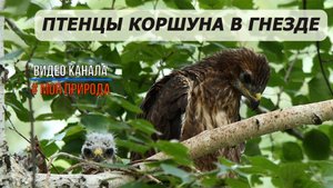 Птенцы коршуна в гнезде