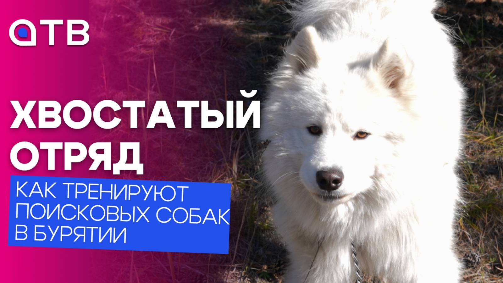 Хвостатый отряд: как тренируют поисковых собак в Бурятии