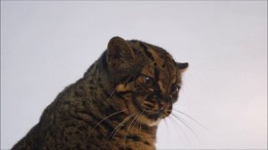 Мраморная кошка Диа вышла прогуляться и показать свою красоту 08.10.2025