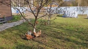 Выпустили кур из загона: обрадовались, лишь бы беды в огороде не натворили