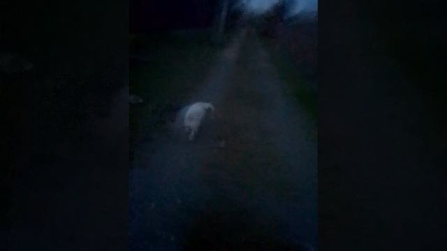 Гуляем с Черни 2.