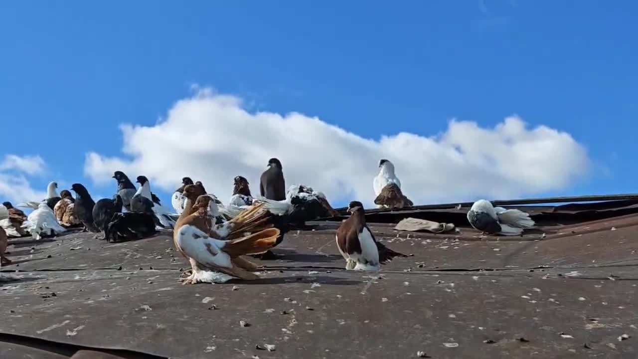 Троицкие голуби.