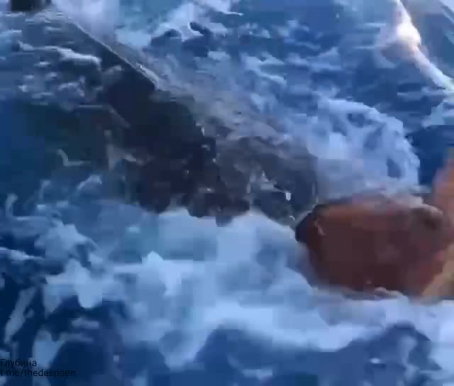 Тигровая акула напала на морскую черепаху 😱