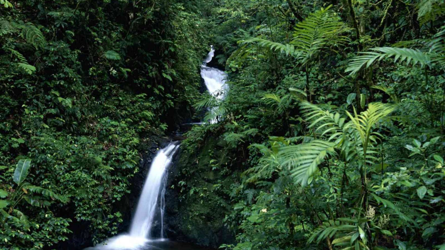 The Jungles Of Costa Rica