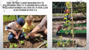 Проект Вершки и корешки (огород группы 5)