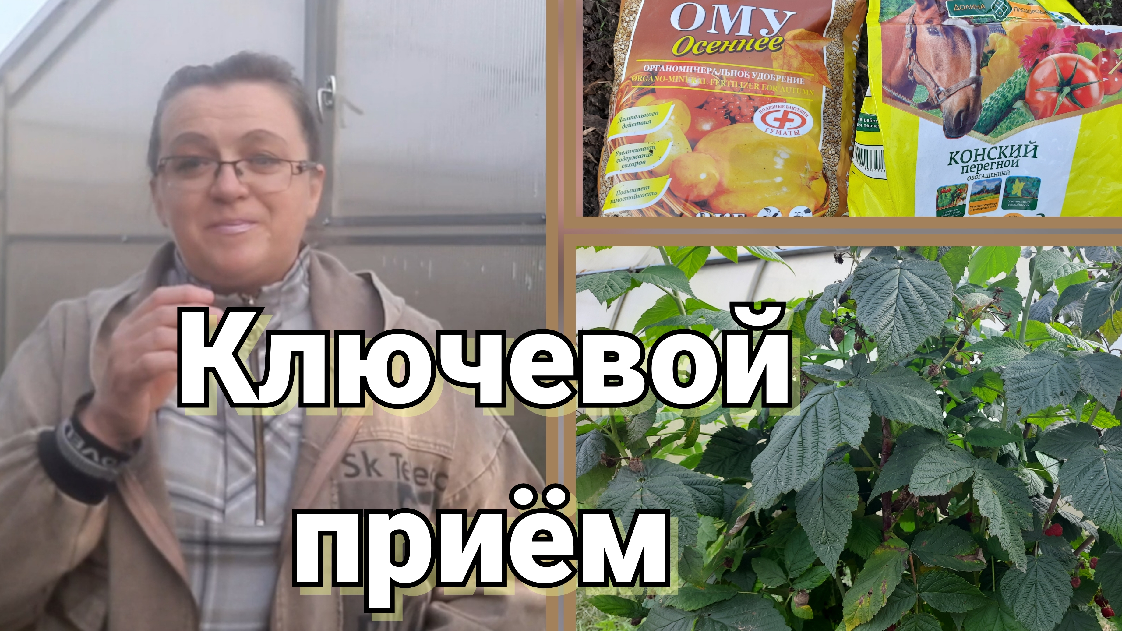 Ремонтантная малина. Подготовка к зиме