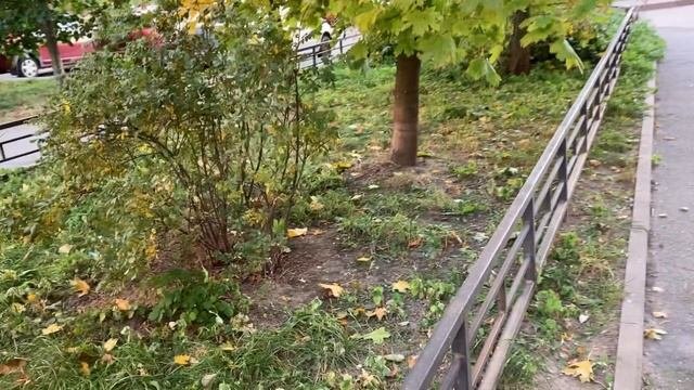 Птичий спор.