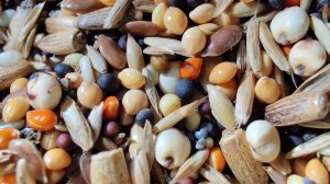 Пытаюсь вырастить семена для муравьëв. часть 1