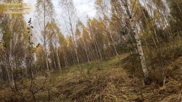 Красивая осенняя охота на вальдшнепа с дратхааром.  Анонс нового ножа!