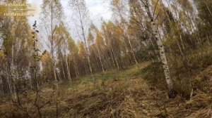 Красивая осенняя охота на вальдшнепа с дратхааром.  Анонс нового ножа!