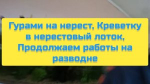 ГУРАМИ НА НЕРЕСТ, КРЕВЕТКУ В НЕРЕСТОВЫЙ ЛОТОК, ПРОДОЛЖАЕМ РАБОТЫ НА РАЗВОДНЕ