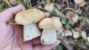 8 октября, лес. Гигрофоры, фламмулина и другие грибочки.