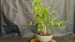 √9 бончи (Бонсай)