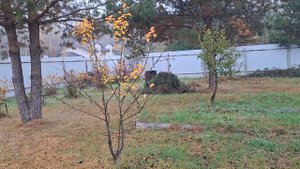 Обзор участка , октябрь 2025