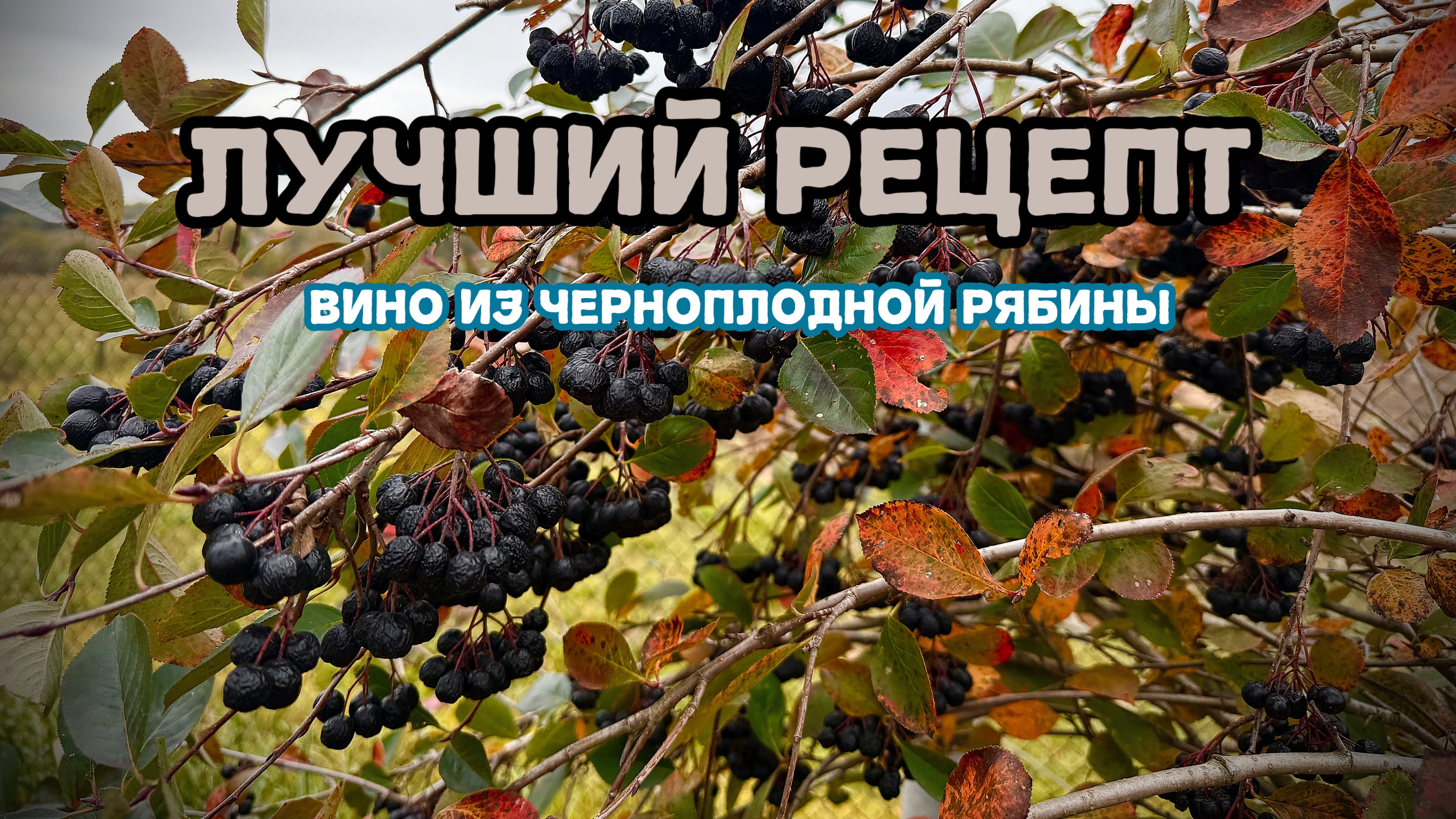 Лучшее вино из черноплодной рябины.