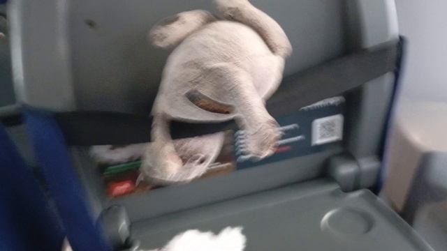 Басик и мончичи едут в Москву 🐱🐈🐒🦧🦍😂😂😂😎😎😎😎🥰🥰🥰😝😝😝😝😐😐😐🤯🤯🤯🤯