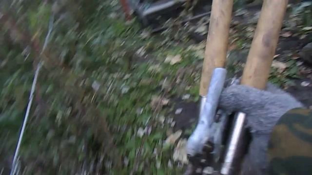 39. Начинаю готовить виноградник к зиме, в конце ролика результат этого года.