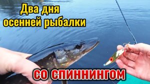 Ловлю на спиннинг в начале октября. Неплохо отловилась - судак и две щучки.