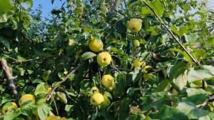 Чудное -летний сорт челябинской селекции