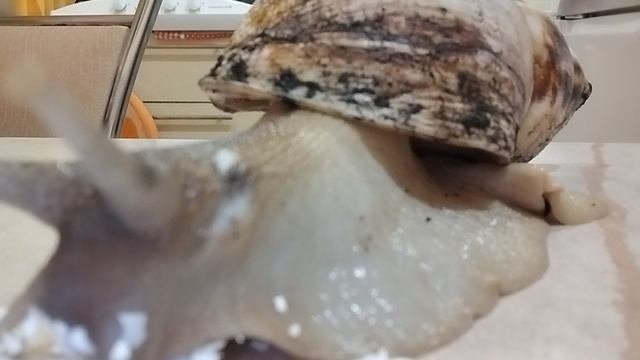 огромная улитка ахатина которая запрещена в США
