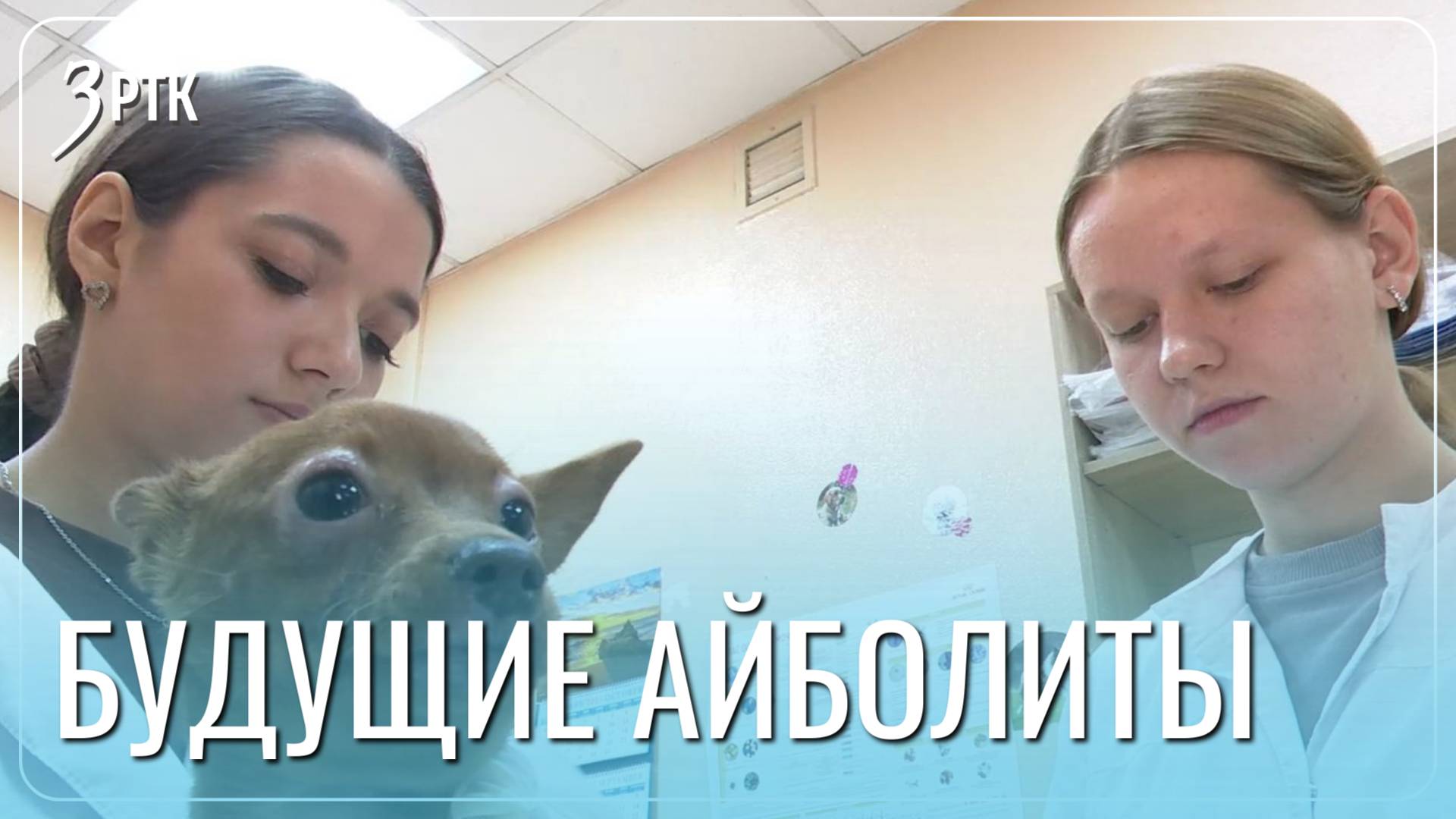 Большая часть студентов-ветеринаров отсеивается на первой практике