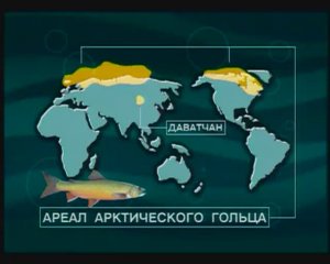 Каких рыб из рода Сальвелинусы, Гольцы (Char) — Salvelinus бъединяют под названием «Озёрные гольцы»?
