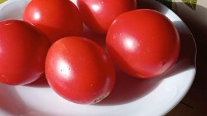 Сызранская пипочка