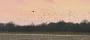 Телешоу "Ферма Кларксона", 2.05 (AlexFilm)