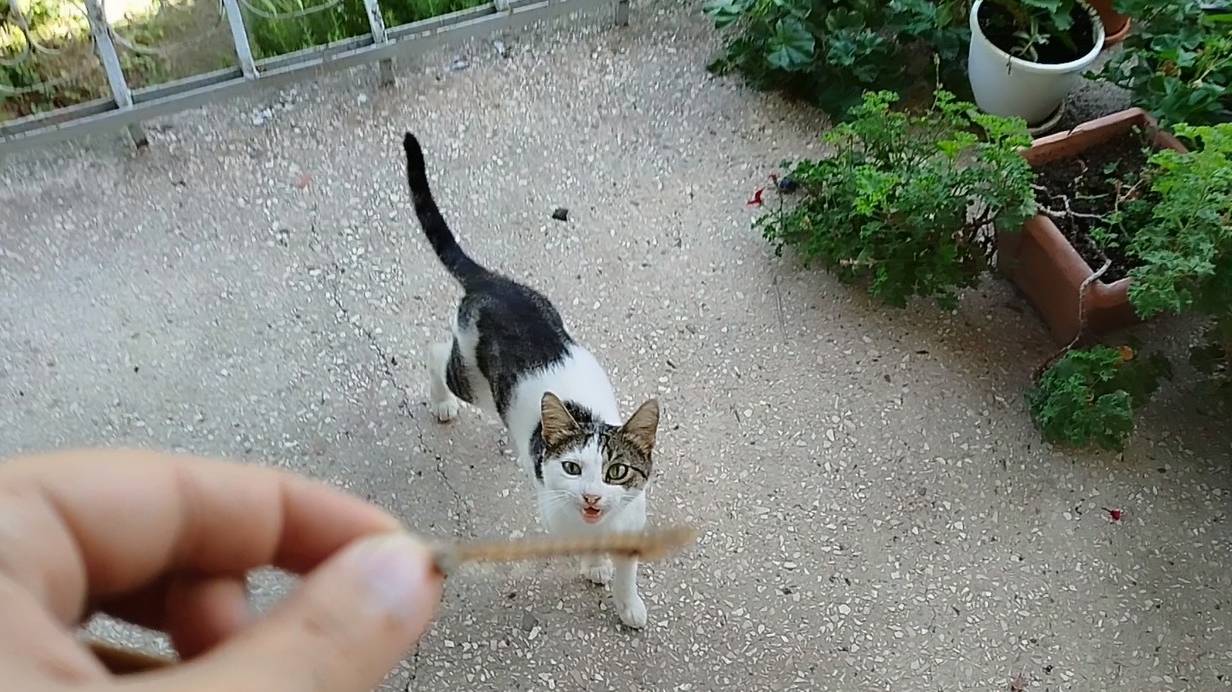 Кошка барабулька
