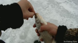 Зимняя рыбалка. Ловля на безмотылку на реке Проня зимой.