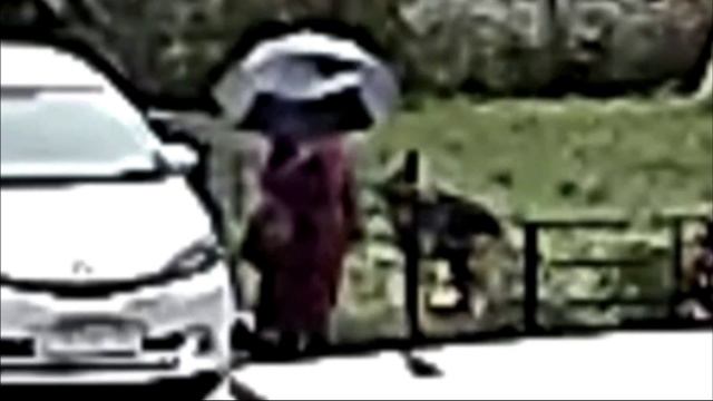 В Новосибирске женщина оставила овчарку на всю ночь под дождем