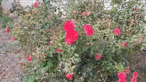 Мгновенье ты прекрасно.Донецк 2025 год