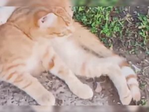 Рыжий кот в деревне Нижние Юраши