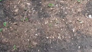 Укрытие для клубники на зиму