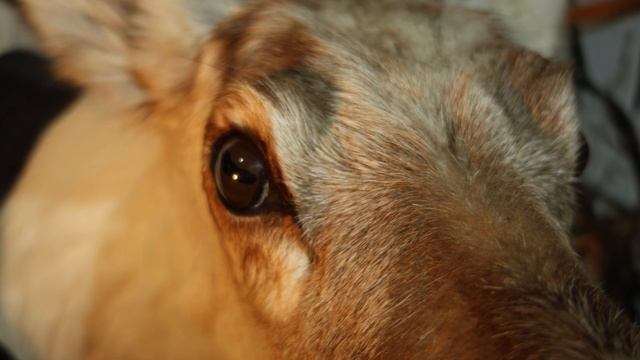 «Янката» ― культовый образ покровительницы женщин, детей и деторождения
