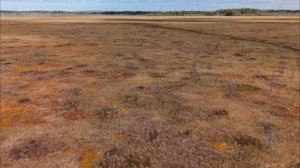 Лебеди на Вымском