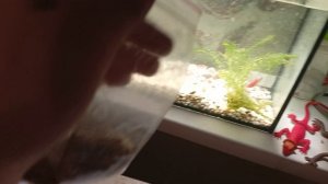 моем стенки аквариума рыбка и кормим их 🐟🐟🐡🐠