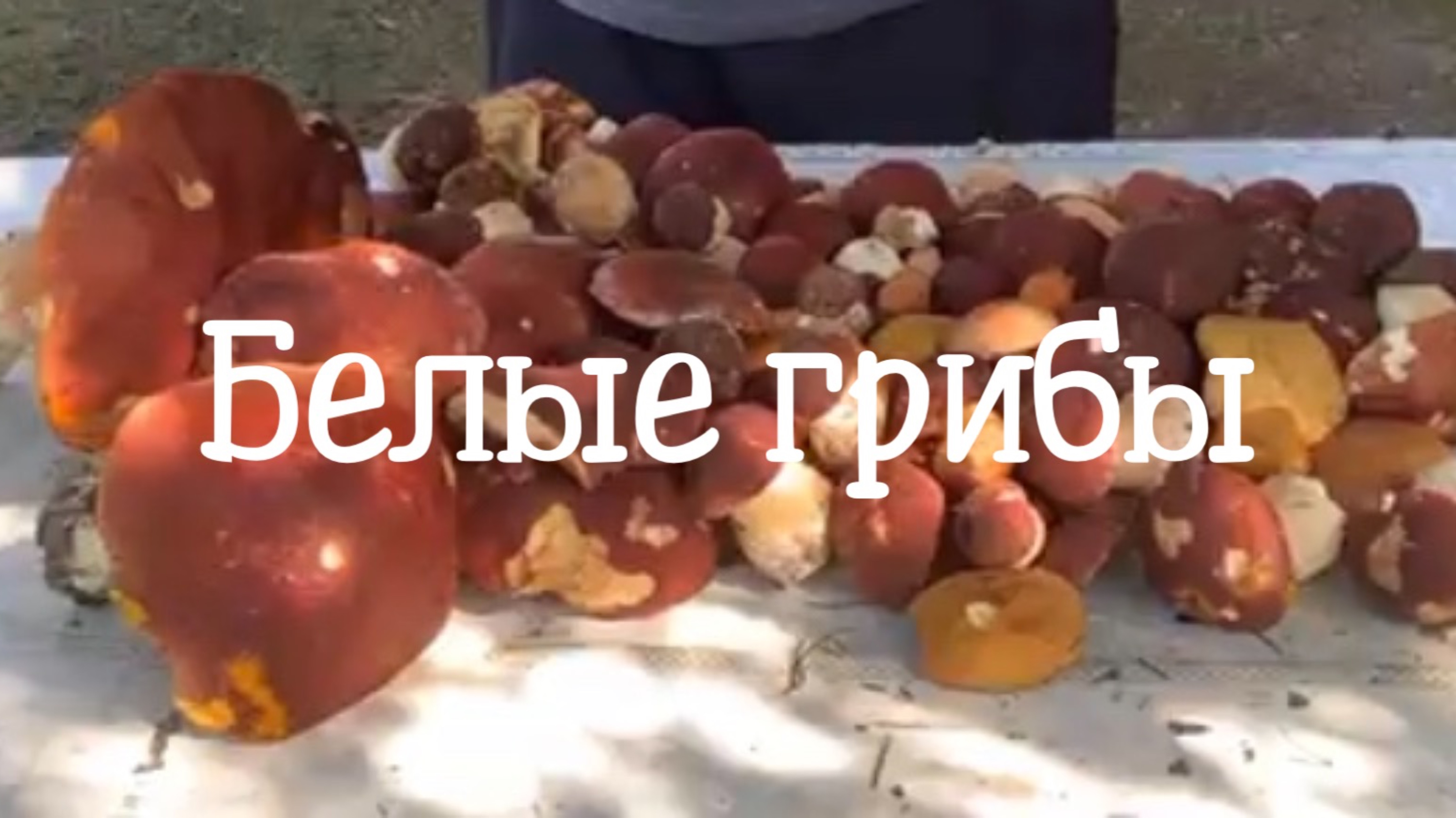 Белые грибы. Утренняя поездка за грибами. #дача #дачныедела #грибы #грибники #белыегрибы #белыйгриб