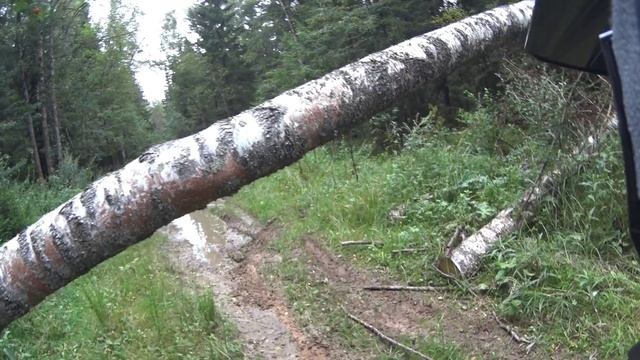 Крутые Бобры